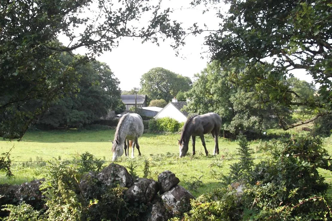 green-hills-farm-stay-kilconnell-ballinasloe-mwa9u