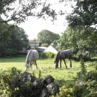 green-hills-farm-stay-kilconnell-ballinasloe-mwa9u