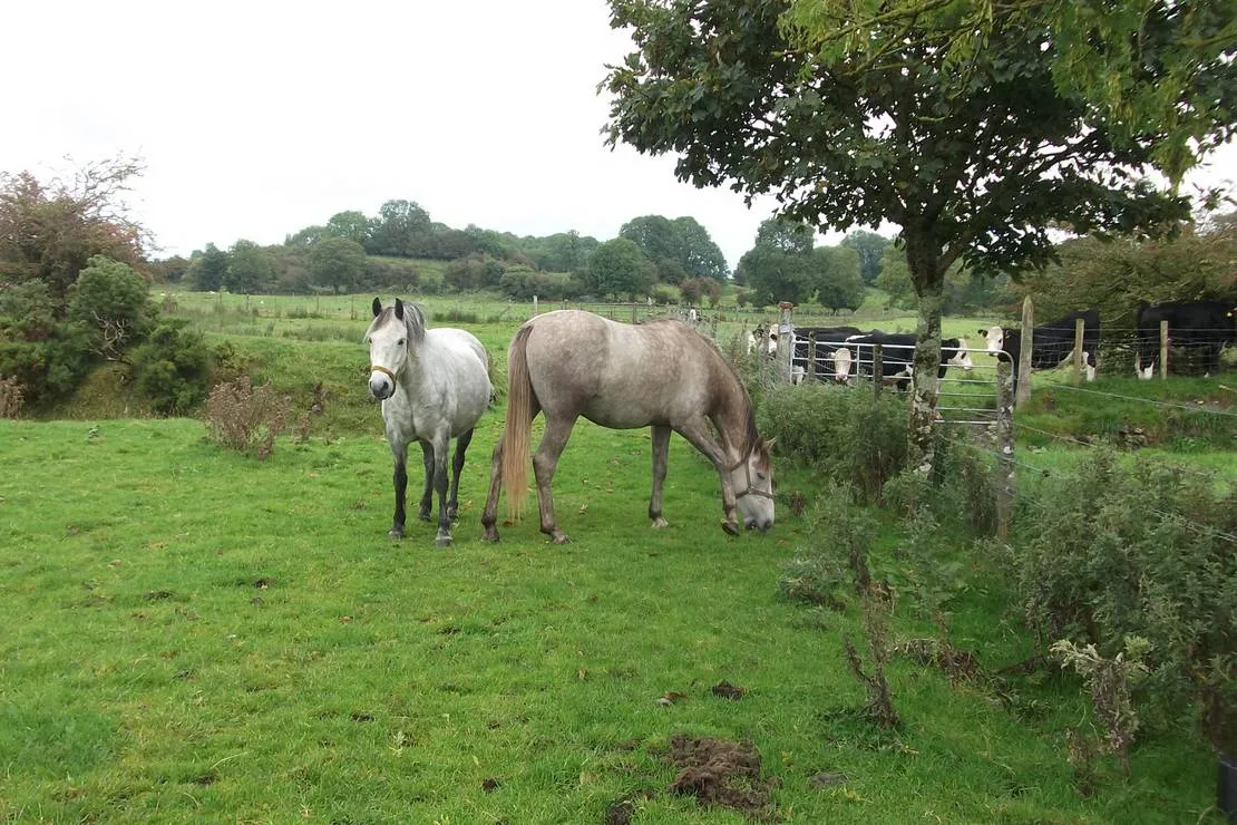 green-hills-farm-stay-kilconnell-ballinasloe-oto4q
