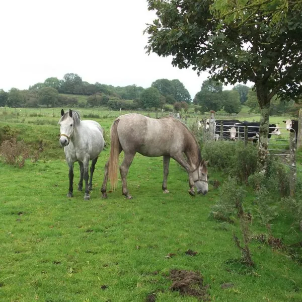 green-hills-farm-stay-kilconnell-ballinasloe-oto4q