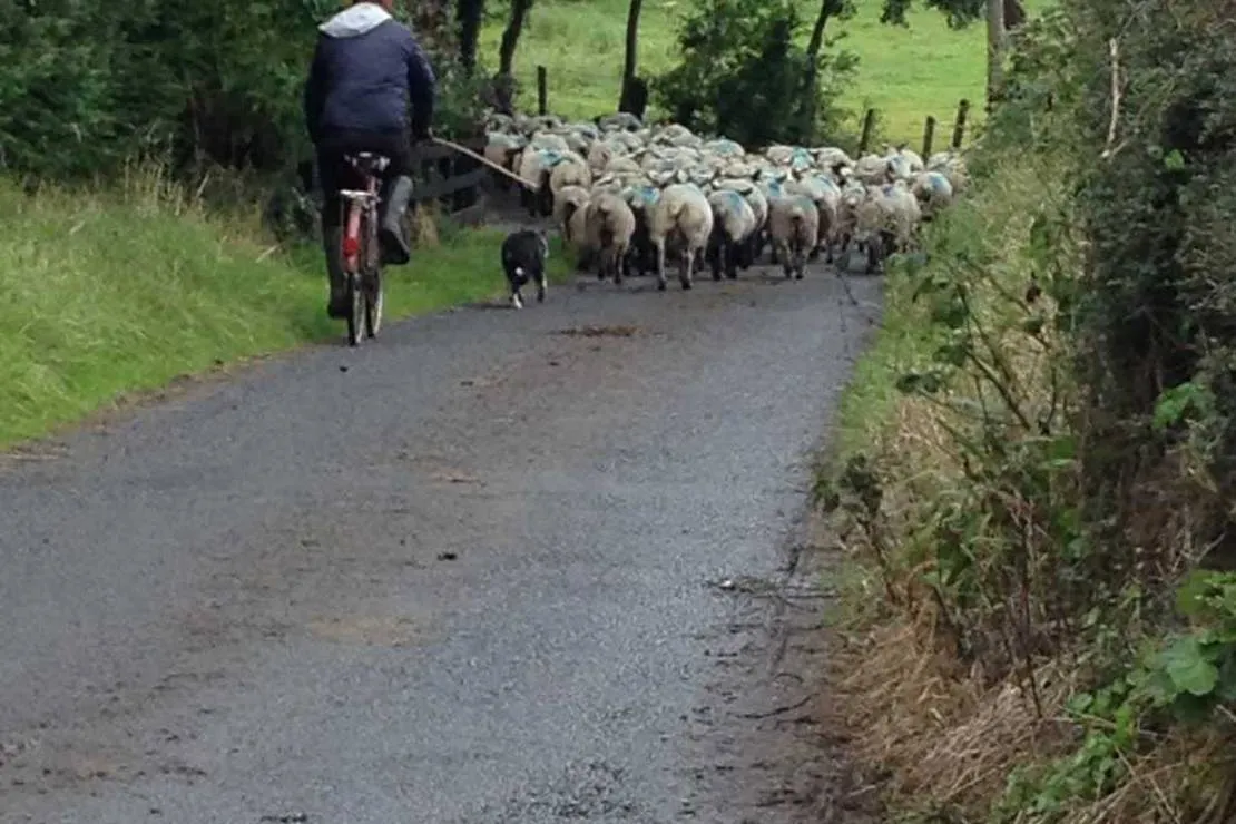 green-hills-farm-stay-kilconnell-ballinasloe-rkvhx