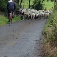 green-hills-farm-stay-kilconnell-ballinasloe-rkvhx