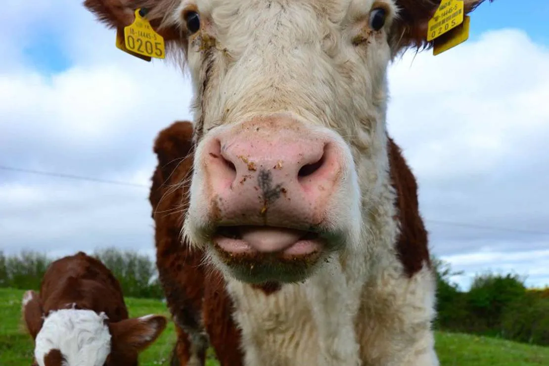green-hills-farm-stay-kilconnell-ballinasloe-w9bi4