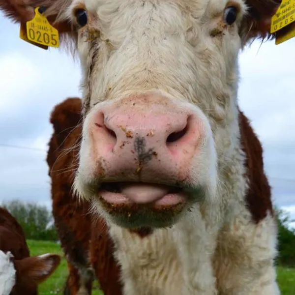 green-hills-farm-stay-kilconnell-ballinasloe-w9bi4