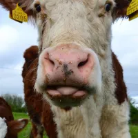 green-hills-farm-stay-kilconnell-ballinasloe-w9bi4