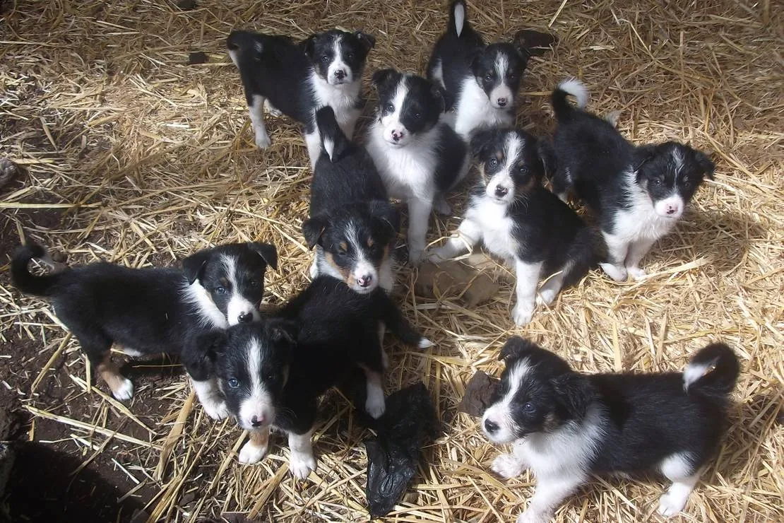 green-hills-farm-stay-kilconnell-ballinasloe-xnbc9