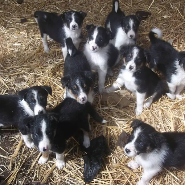 green-hills-farm-stay-kilconnell-ballinasloe-xnbc9