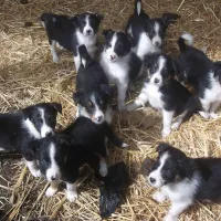 green-hills-farm-stay-kilconnell-ballinasloe-xnbc9
