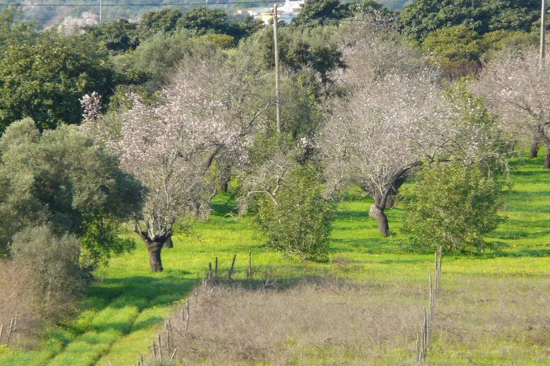 park-caravaning-rural-moncarapacho-7ugwi
