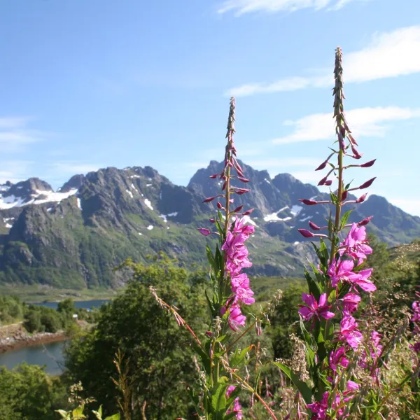 Laukvik Bobilcamp