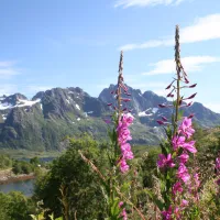 Laukvik Bobilcamp