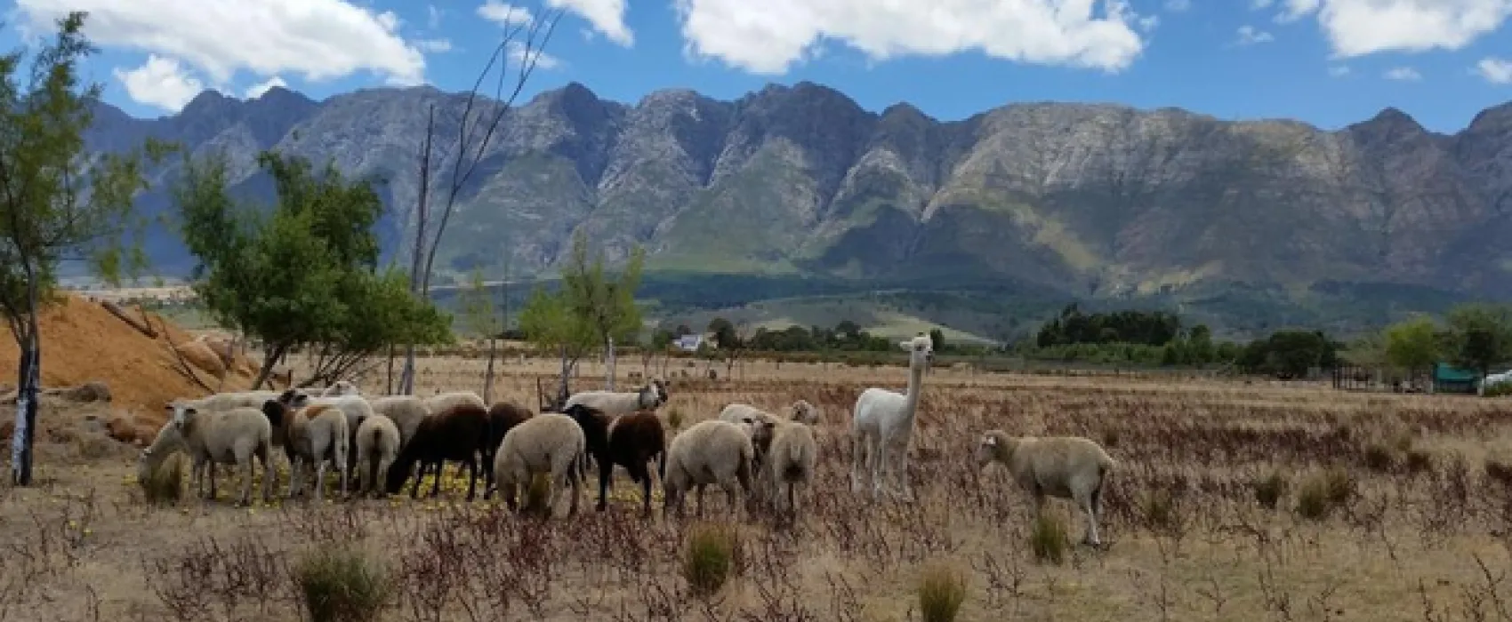 Fynbos Guest Farm