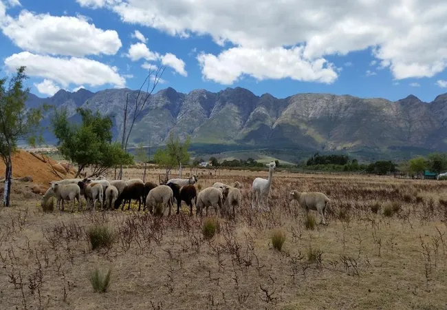 fynbos-guest-farm-wolseley-t2jjj