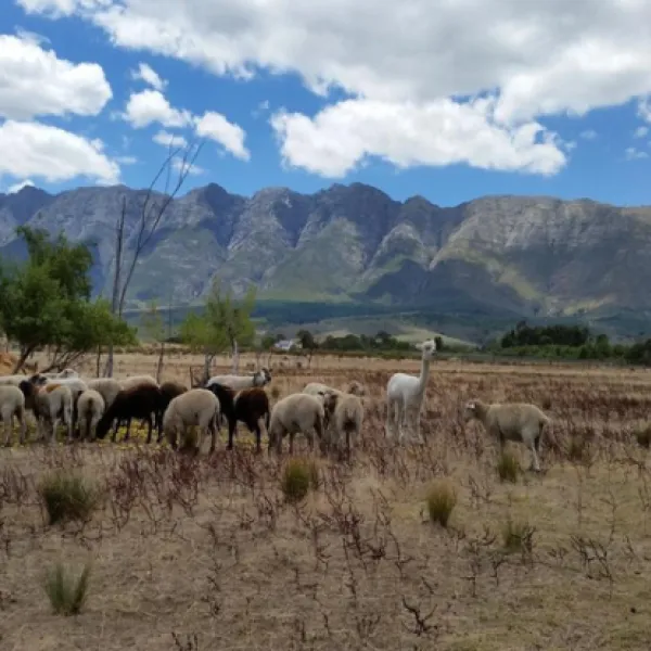 fynbos-guest-farm-wolseley-t2jjj