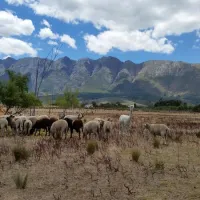 fynbos-guest-farm-wolseley-t2jjj
