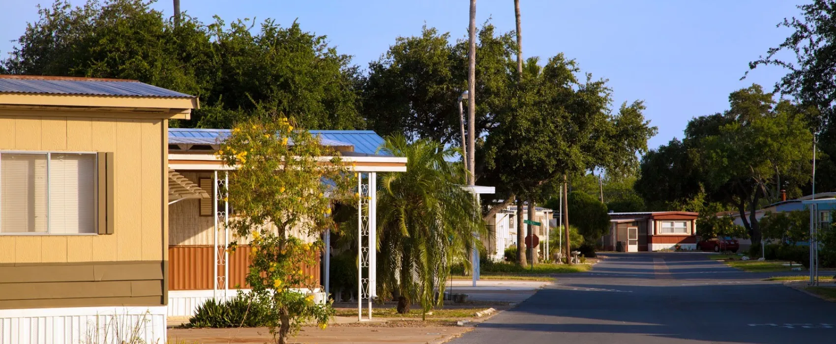Alamo Palms