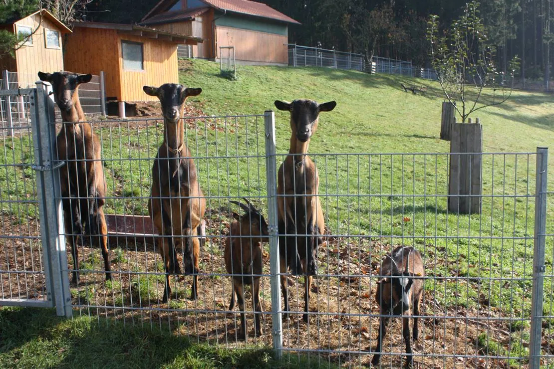 schlosshof-camping-am-bauernhof-elzach-zsgus