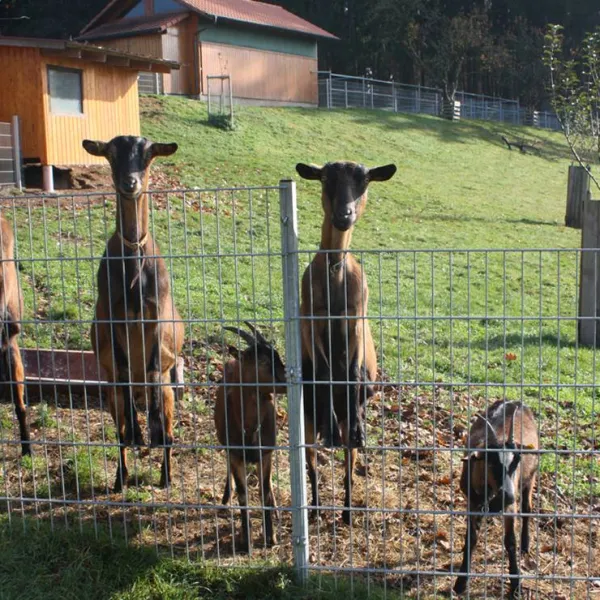 schlosshof-camping-am-bauernhof-elzach-zsgus