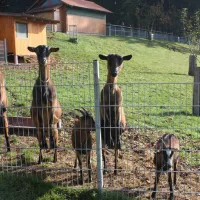 schlosshof-camping-am-bauernhof-elzach-zsgus