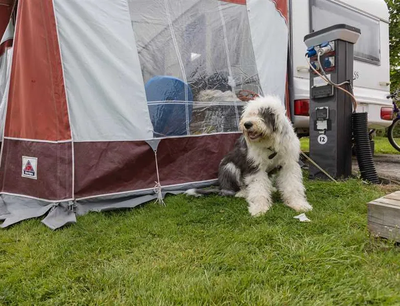 woodview-campsite-bude-rvqhp