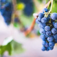 camping-riberduero-penafiel-mwnqa