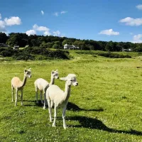 harvest-moon-holidays-dunbar-pgr7z