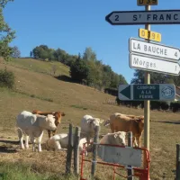 camping-du-bois-de-la-teppe-a-saint-franc-st-franc-3te1f