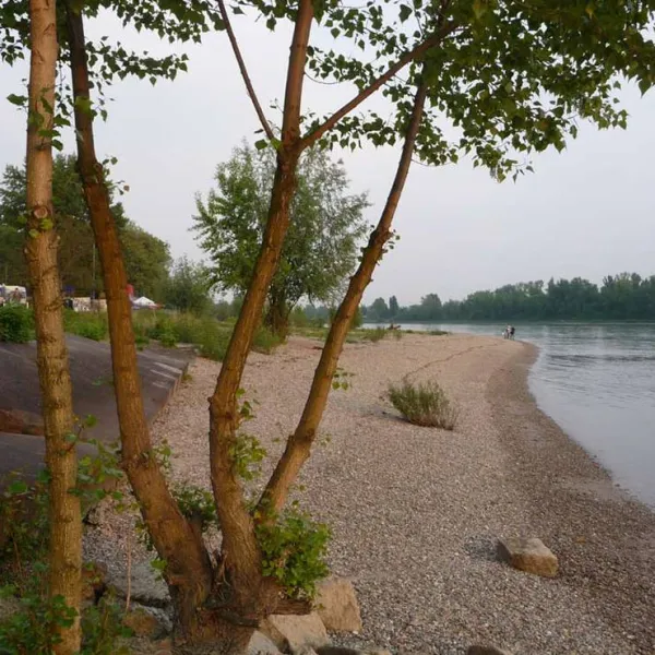 camping-am-strandbad-mannheim-neckarau-tp8fl
