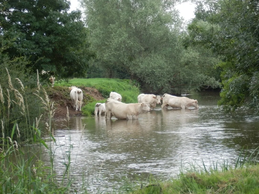 le-gue-savigny-sur-grosne-6ksfb