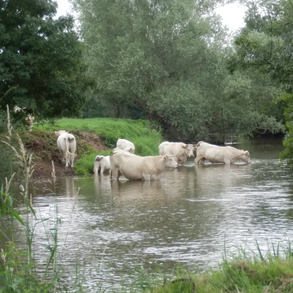 le-gue-savigny-sur-grosne-6ksfb