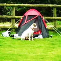 tregroes-caravan-camping-glamping-park-pembrokeshire-nx6mr