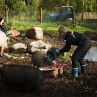 hakunin-hevos-ja-kotielaintila-kurikka-ussnt