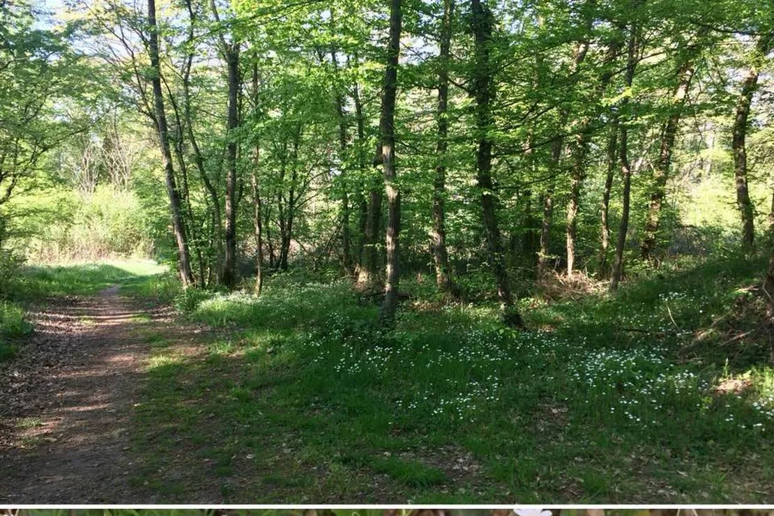 camping-du-canal-kembs-29166