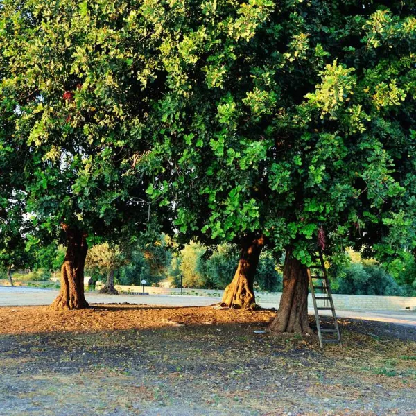 agri-camping-terra-del-sole-siracusa-dsmnw