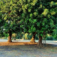 agri-camping-terra-del-sole-siracusa-dsmnw