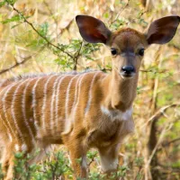 thabaledi-game-lodge-60km-from-brits-tqwyi