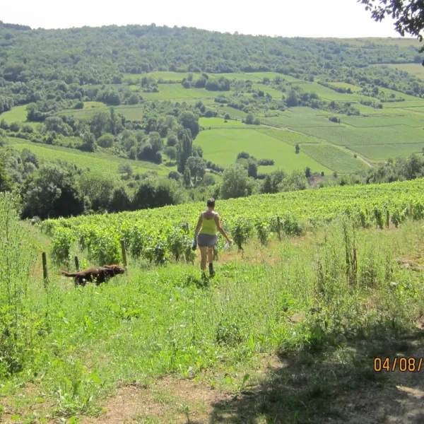 les-chaumes-du-mont-nolay-cote-d-or-ey4km