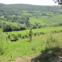 les-chaumes-du-mont-nolay-cote-d-or-ey4km