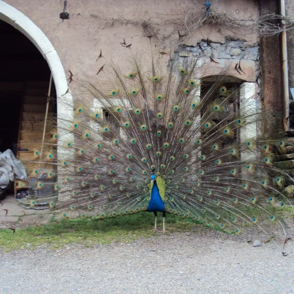 moulin-begeot-melisey-fa4mu