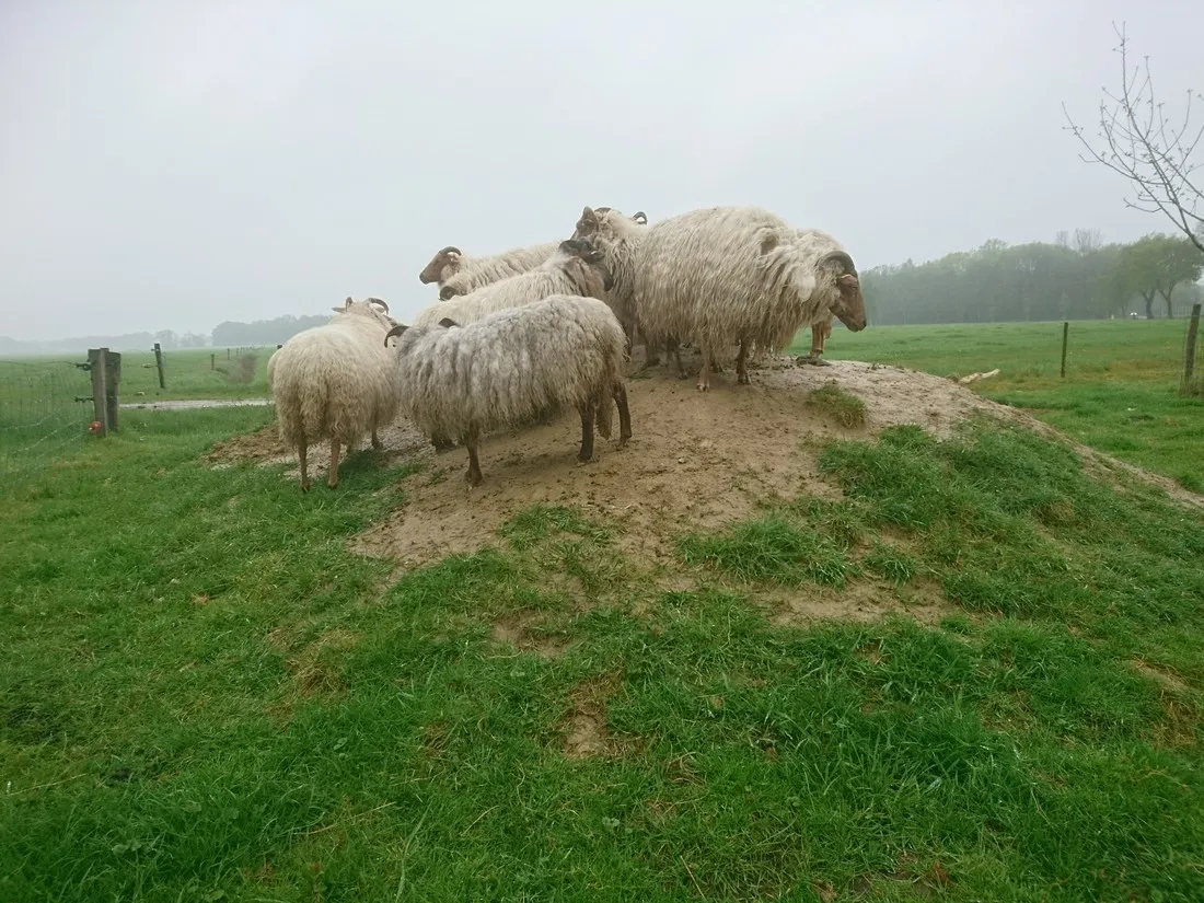 dolde-kamp-recreatie-ansen-g1pvz