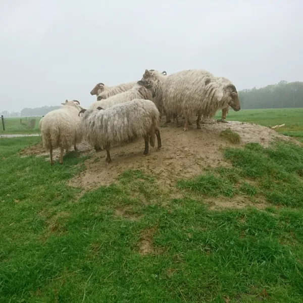 dolde-kamp-recreatie-ansen-g1pvz