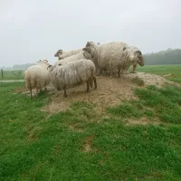 dolde-kamp-recreatie-ansen-g1pvz