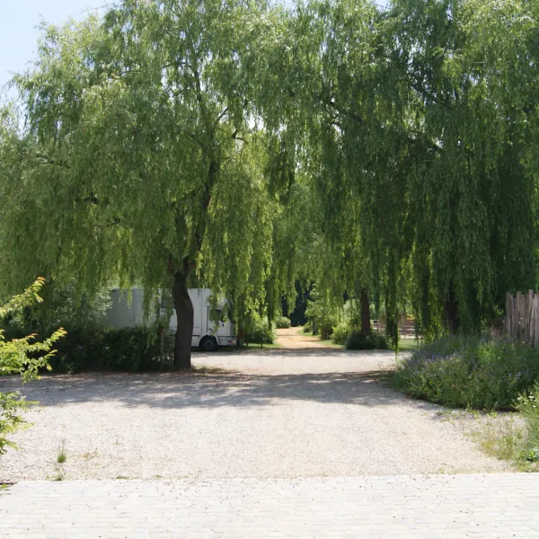 Willow Camp