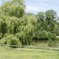willow-camp-beauvechain-kkbne