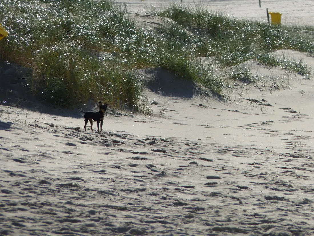 de-duinpan-noordwijk-noordwijk-aan-zee-wyade