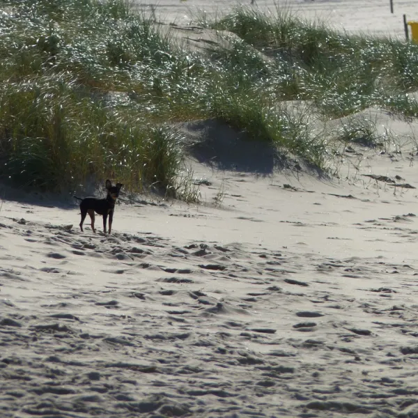 de-duinpan-noordwijk-noordwijk-aan-zee-wyade