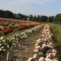 minicamping-de-kuundert-hoeve-bakel-y50i7