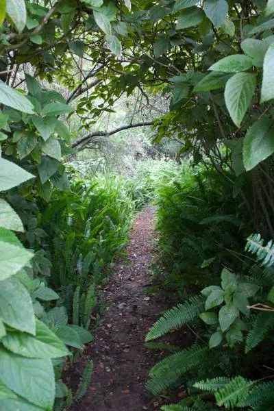 peace-of-eden-vegan-forest-retreat-w5fbe
