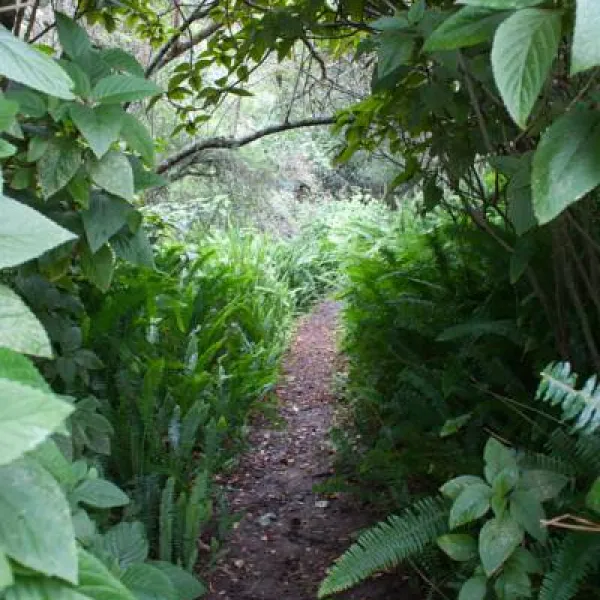 peace-of-eden-vegan-forest-retreat-w5fbe