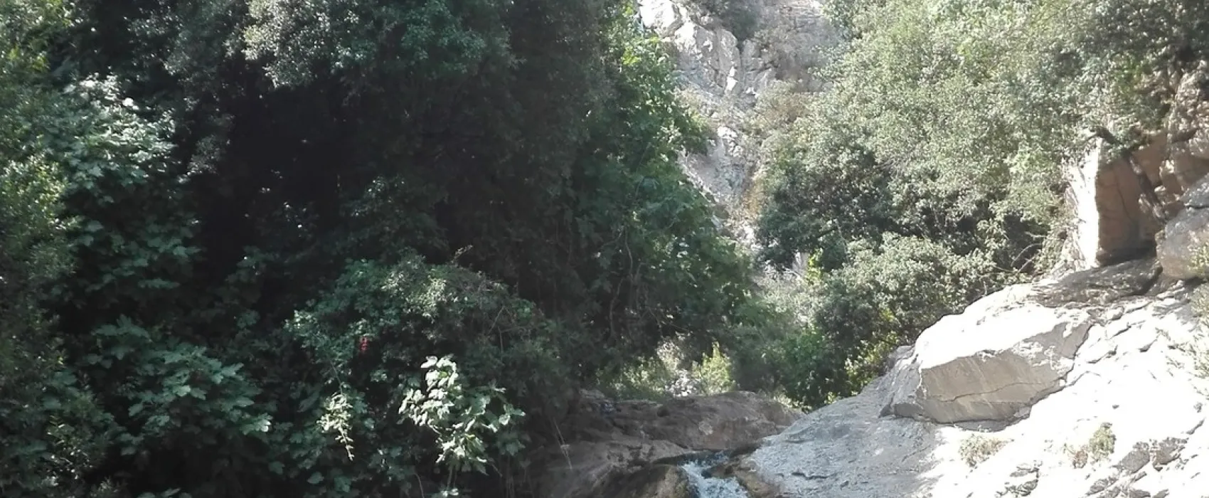 Manso Coguleras
